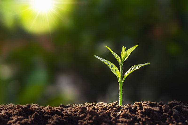Close-up of a sprout growing from soil